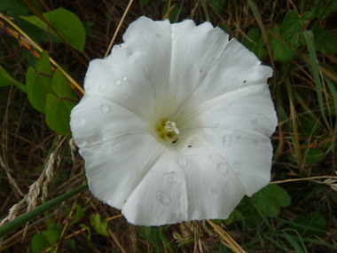 Unique grande fleur blanche (jusque 6 ou 7 cm de diamètre). Agrandir dans une nouvelle fenêtre ou onglet)